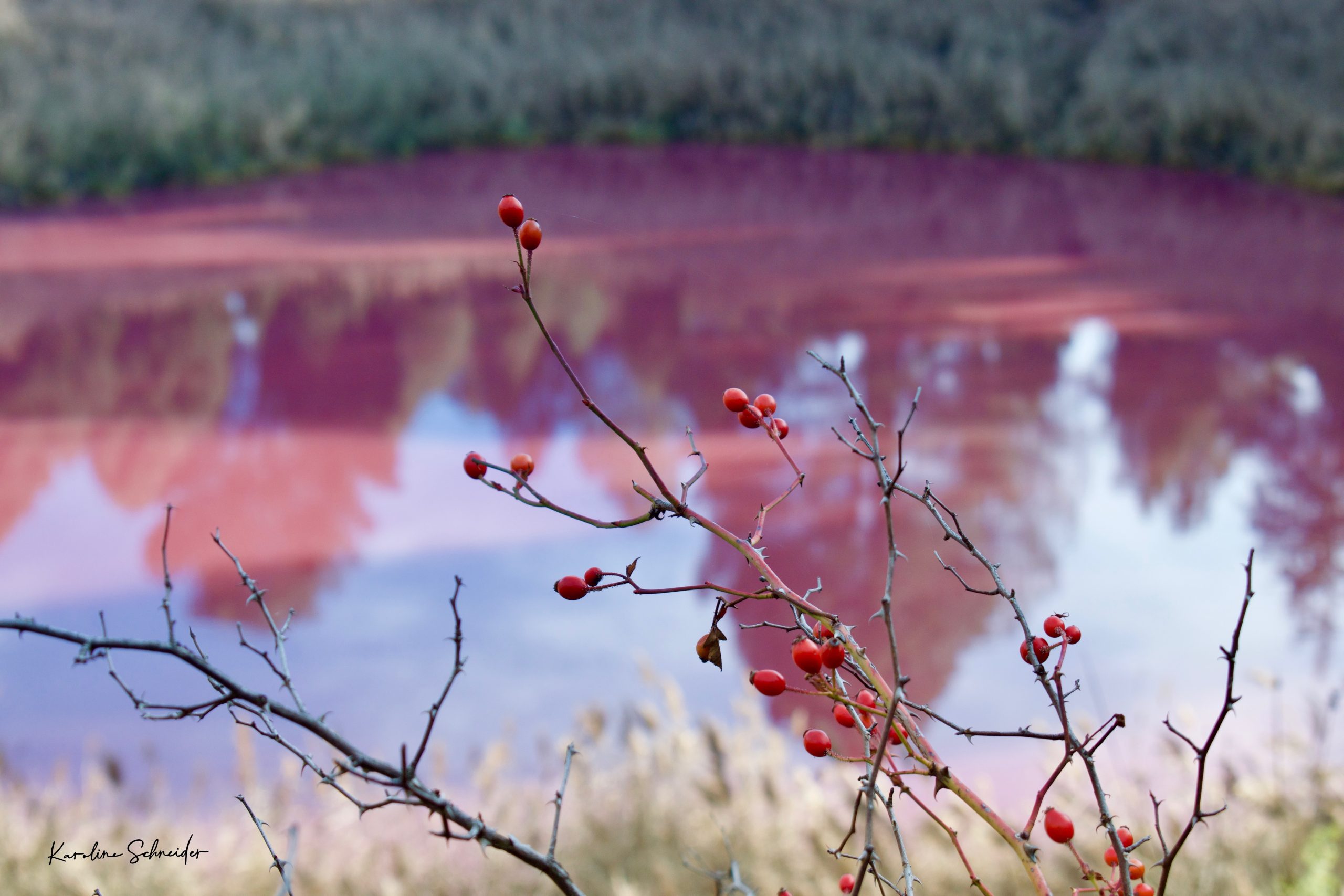 Die rosa Lagune in Cañada del Hoyo: Ein Naturschatz in Spanien