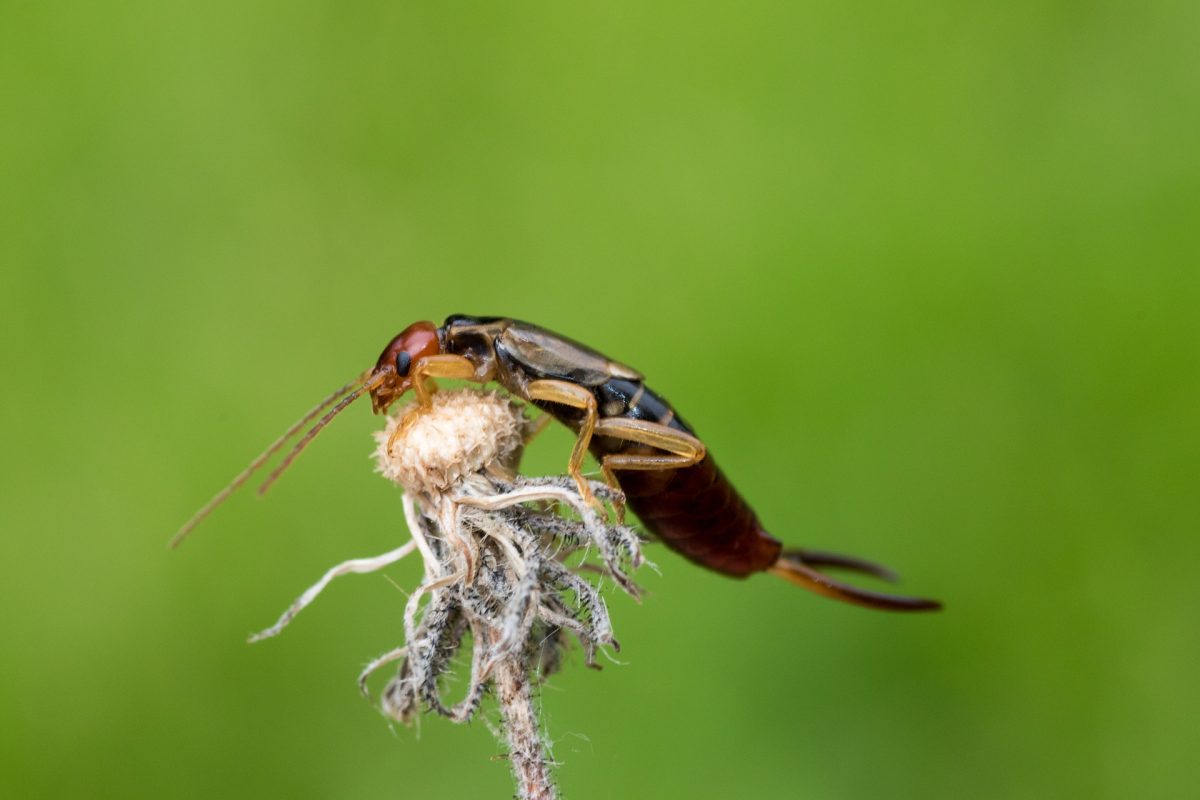 Der Name "Ohrenkneifer" hat nichts mit dem eigentlichen Verhalten dieses Insekts zu tun. Er ist vielmehr auf einen alten Aberglauben zurückzuführen.