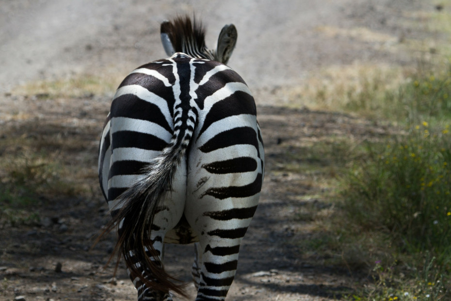 Das Zebra gehört wie die Esel zur Familie der Pferde. Jedes Zebra hat seine individuelle Zeichnung und Streifen.