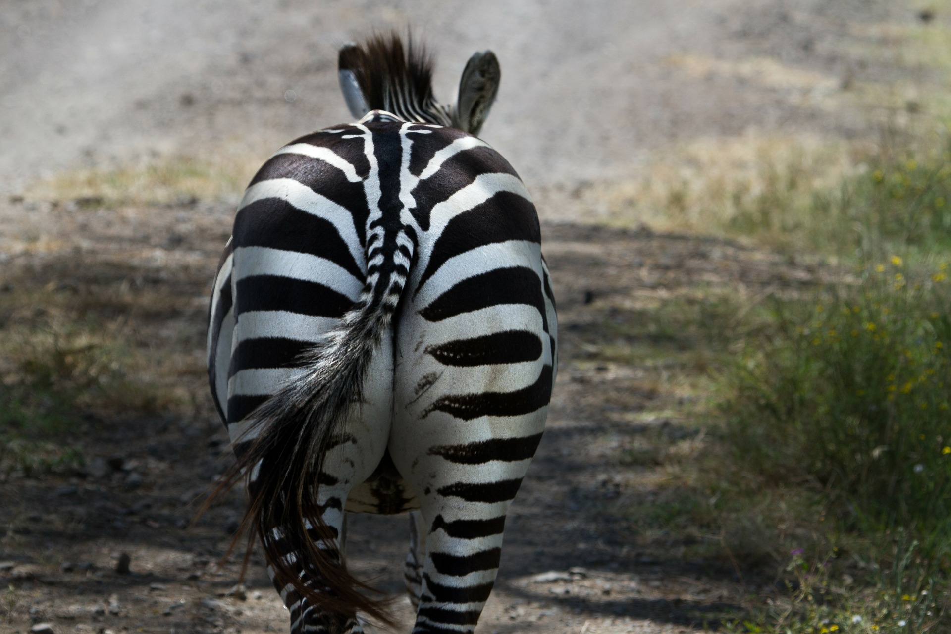 Kennst du das Zebra?