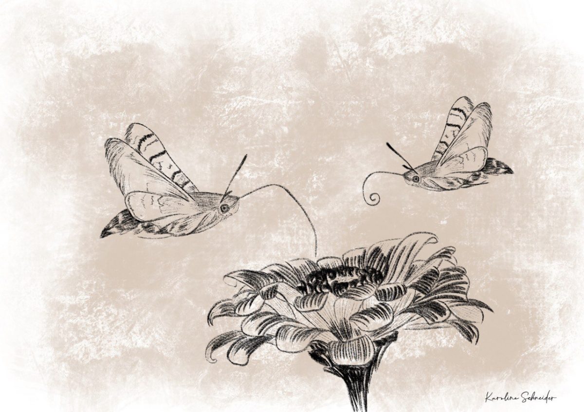 Taubenschwänzchen Illustration von Karoline Schneider.