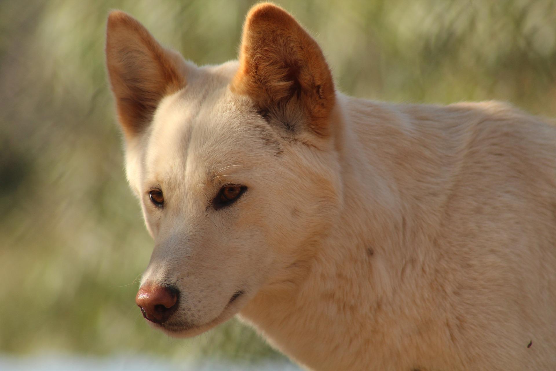 Australischer heller Dingo im Vergleich zum iberischen Wolf