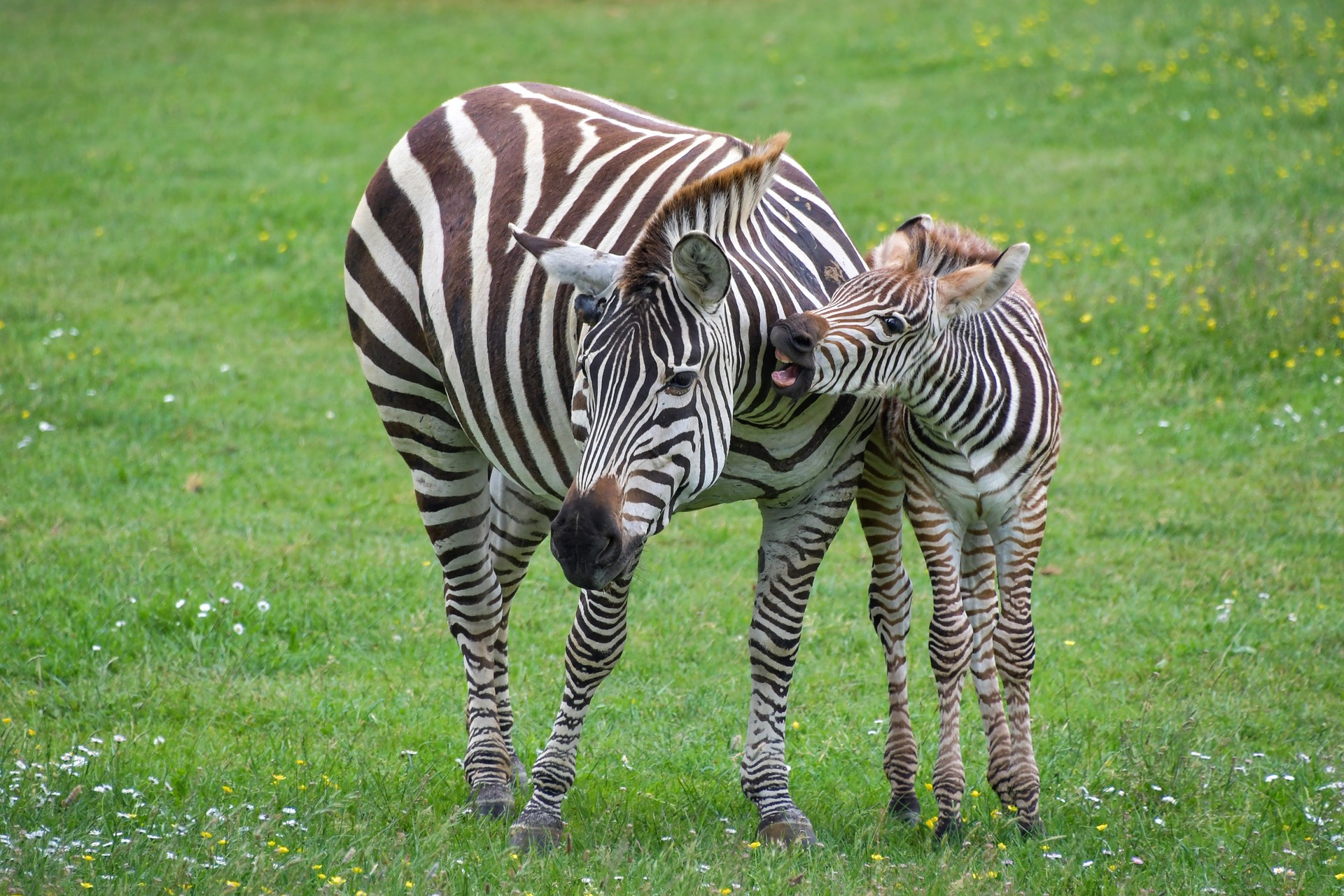 Das Grant-Zebra ist eine Art der Steppenzebras und gehört zu der Familie der Pferde.