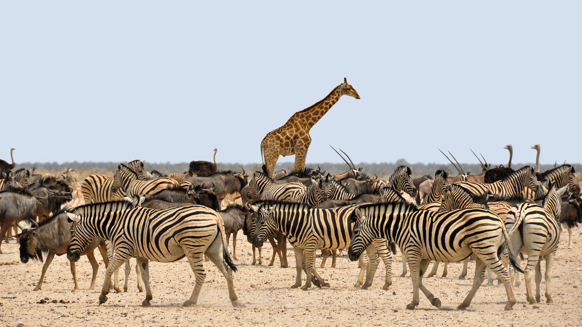 Wandergemeinschaft der Zebras und Giraffen, Antilopen und Strausse in Afrika.