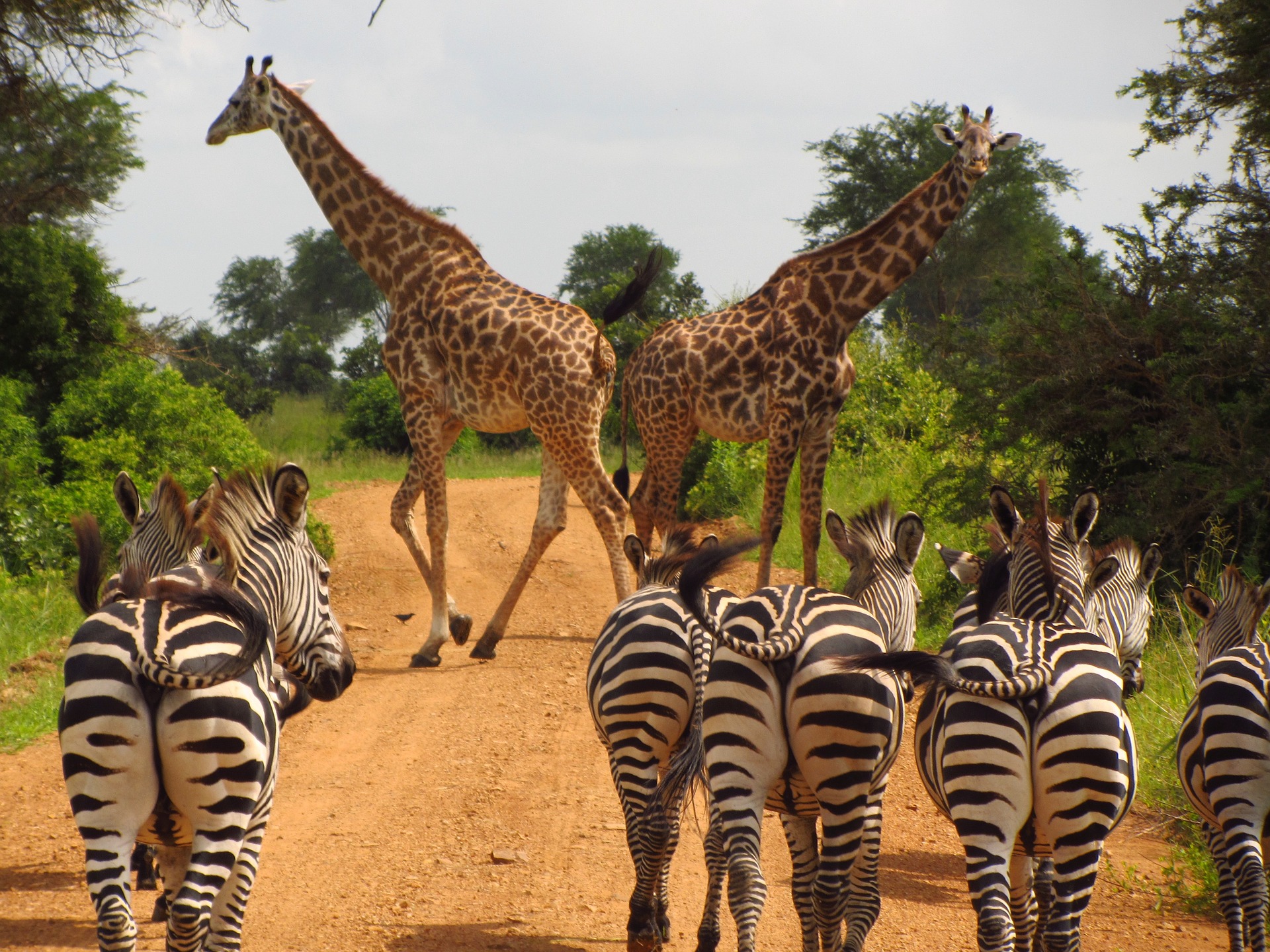 Wandergemeinschaft der Zebras und Giraffen in Afrika.
